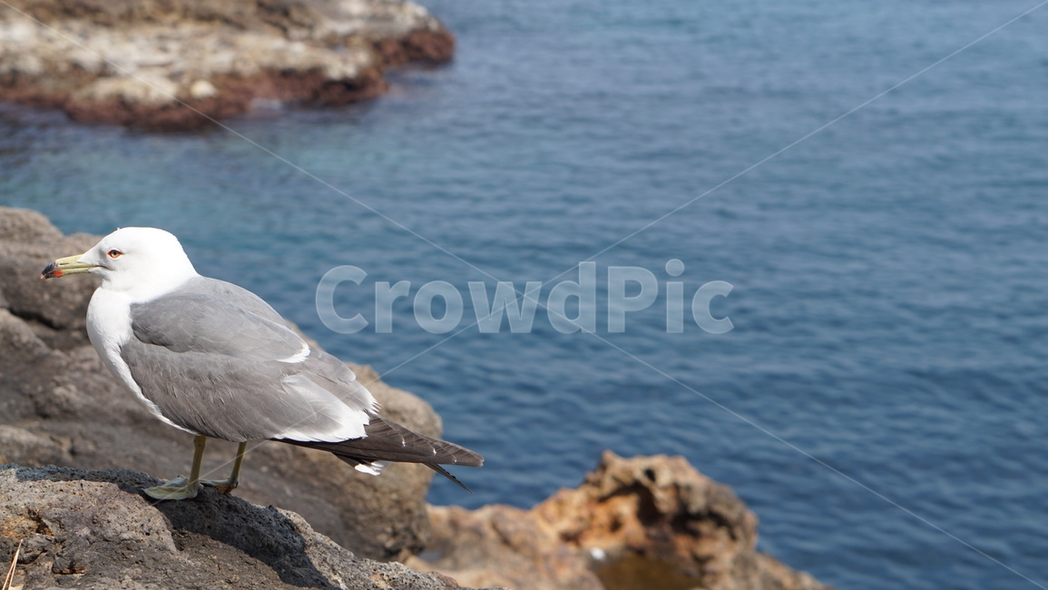 울릉도,독도,bird,새,animal,동물,seagull,갈매기,바다,감성,조류,새,birds