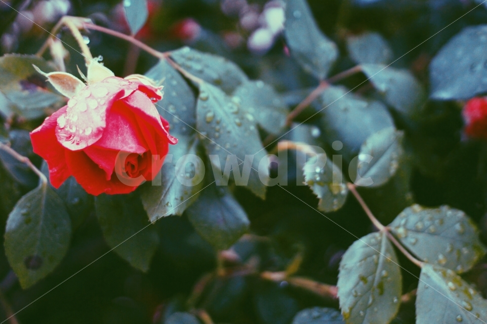 장미,rose,꽃,이슬,꽃봉오리,촉촉,canon,100d,dslr,스냅,picture,식물,자연,plants,nature,꽃,flower,감성,sensible,feeling