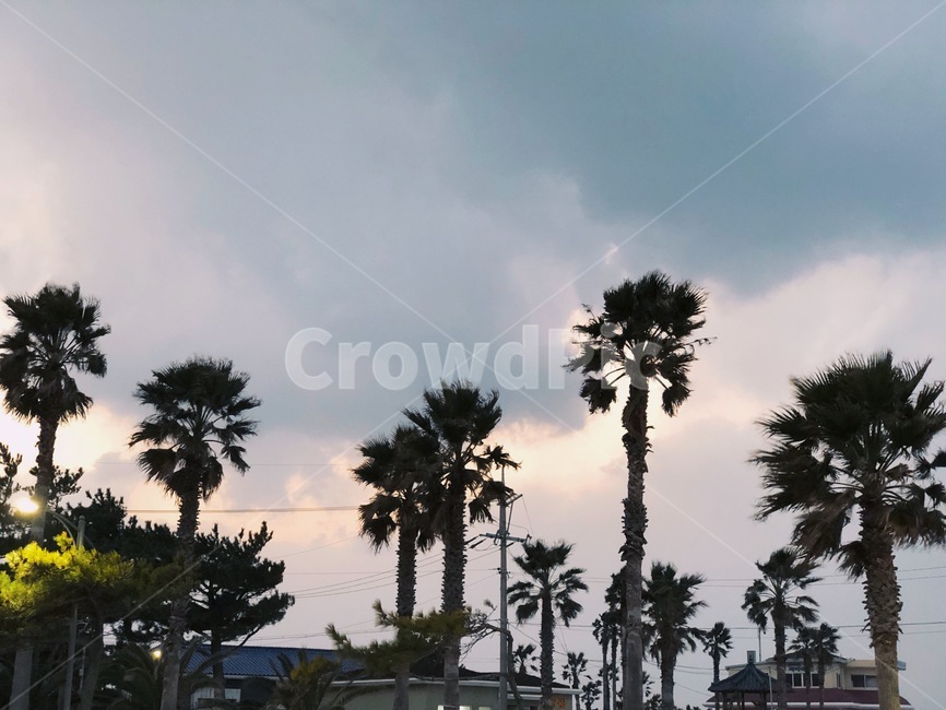 제주도,야자수,하늘,노을,흐림,제주도,jeju,jeju island,tree,나무,palm tree,plant,식물,arecaceae,Arecaceae