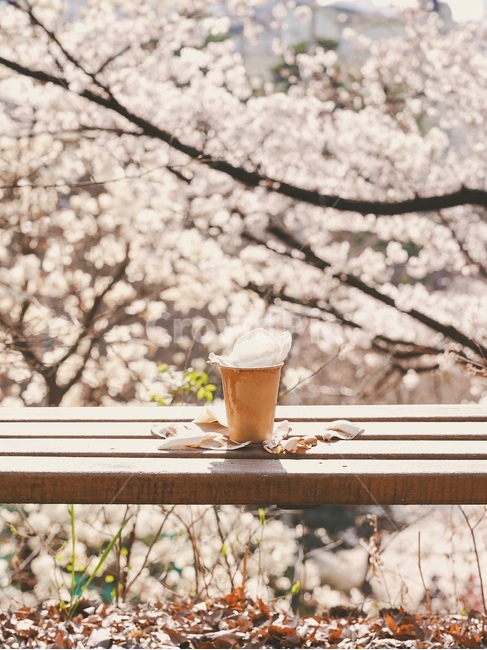 벚꽃,목련,커피,감성사진,봄,목련라떼