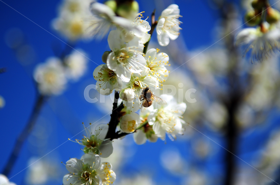 매화,매화꽃,매화나무,봄꽃,꽃과벌,벌,식물,꿀벌,plant,pollen,bee,invertebrate,honeybee,식물,자연,plants,nature,꽃,flower,곤충,벌레,insect,bug
