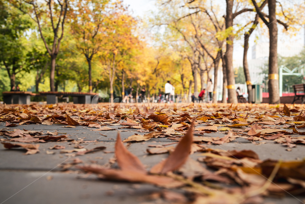 가을,낙옆,공원,가로수,leaf,잎,plant,식물,tree,나무,ground,person,사람,human,인간,가을,계절,fall,autumn,season