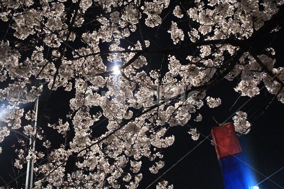 plant,식물,blossom,flower,꽃,cherryblossom,벚꽃
