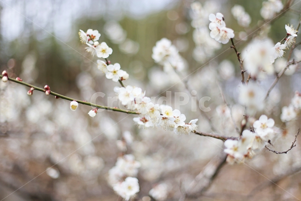 매화,매화마을,매화꽃,꽃,매화축제,봄,계절,spring,season,식물,자연,plants,nature,꽃,flower,plant,blossom
