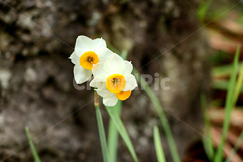 plant,식물,flower,blossom,꽃,달맞이꽃,식물,자연,plants,nature,꽃,flower