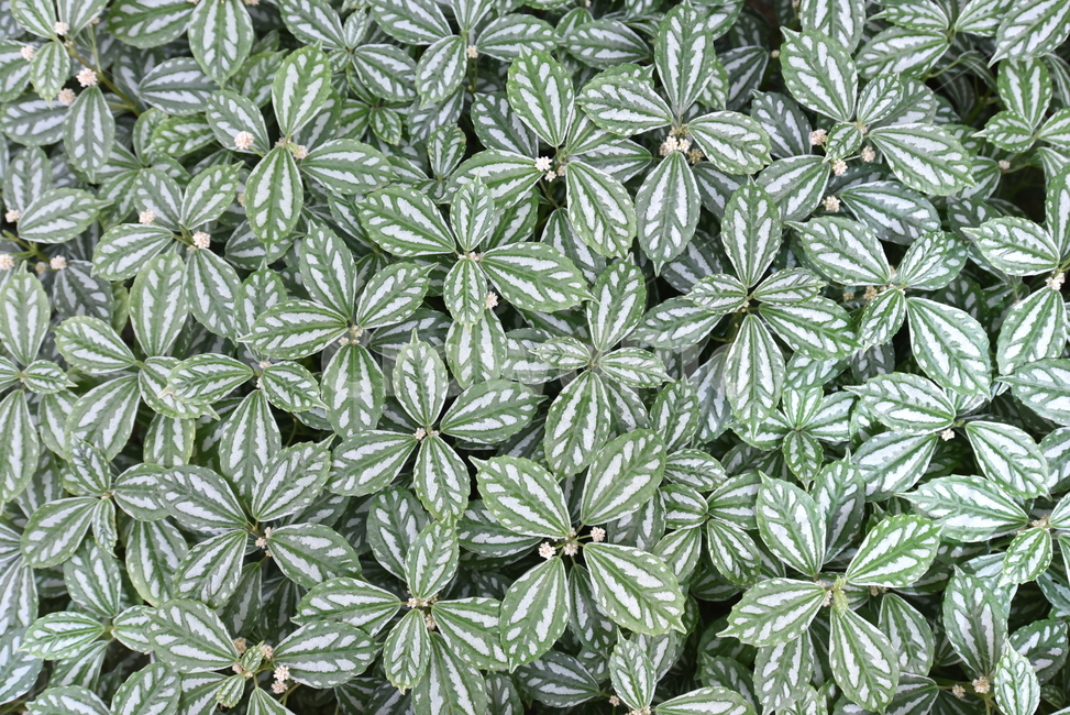 풀잎,식물,패턴,잎,leaf,초록색,식물,자연,plants,nature