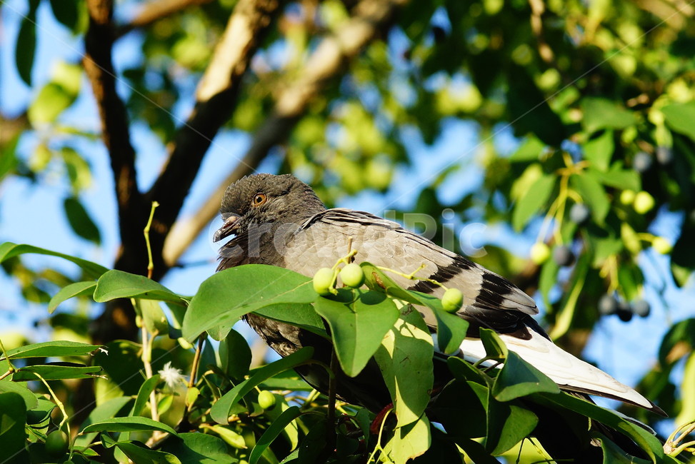 식물,자연,비둘기,새,bird,animal,동물,동물,animal,조류,새,birds