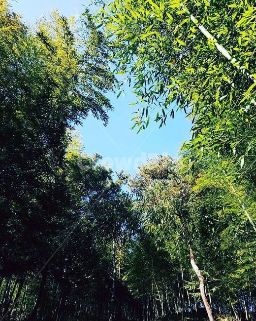 나무,대나무,숲,죽녹원,하늘,초록색,자연,풍경,nature,landscape,vegetation,초목,plant,식물,tree,rainforest,열대 우림,land,땅,outdoors,옥외