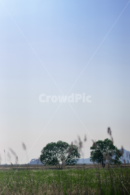 우음도,나무,억새,편안한느낌,flamegrass,자연,풍경,nature,landscape,plant,식물,grass,잔디
