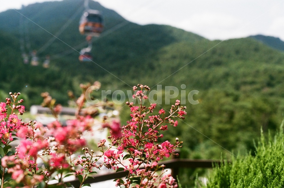 통영,케이블카,감성,필카,필름사진,식물,자연,plants,nature,꽃,flower
