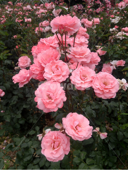 장미,공원,축제,빨간,계절,꽃,여왕,식물,자연,plants,nature,꽃,flower