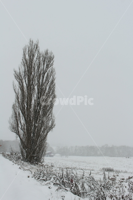 설원,눈내리는날,눈,눈밭,눈오는날,겨울,계절,winter,season,자연,풍경,nature,landscape,outdoors,옥외,blizzard,눈보라,storm,폭풍,snow