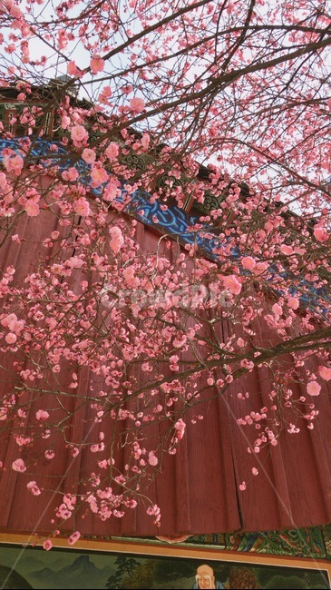 꽃,홍매화,한옥,나무,처마,봄,계절,spring,season,한국전통,한국문화,korean,식물,자연,nature,flower,봄,계절,spring,season,식물,자연,plants,nature,꽃,flower,plant,blossom