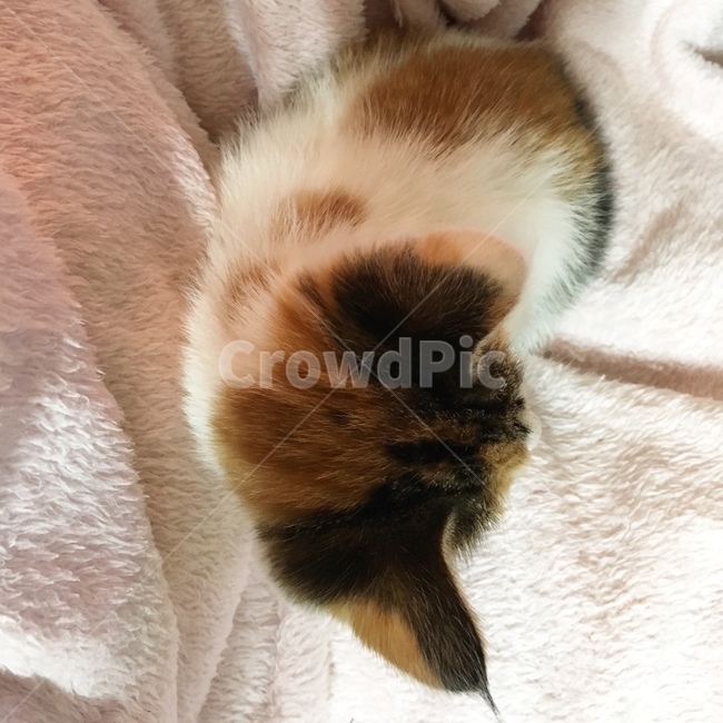 고양이,cat,삼색고양이,길고양이,귀여운,고양이뒷모습,뒷모습,동물,animal,포유류,mammal,고양이,cat,kitten,kitty
