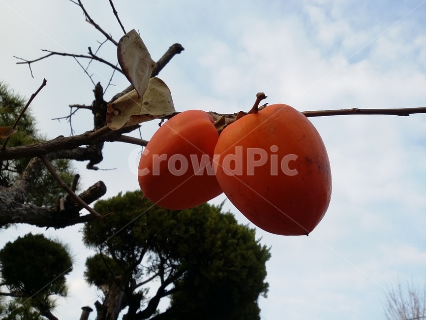 자연,plant,식물,food,음식,fruit,과일,감