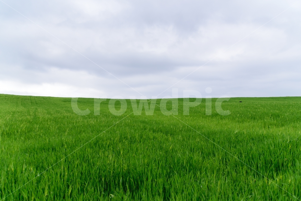 sky,green,barley field,barley,No people,grassland,outdoor,Field,blue,wide color,background,sight,landscape