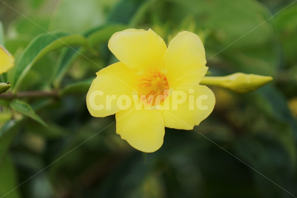 꽃,노란꽃,yellow,자연,식물,flower,nature,외국자연풍경,world,green,초록,감성,예쁨,식물,자연,plants,nature,꽃,flower