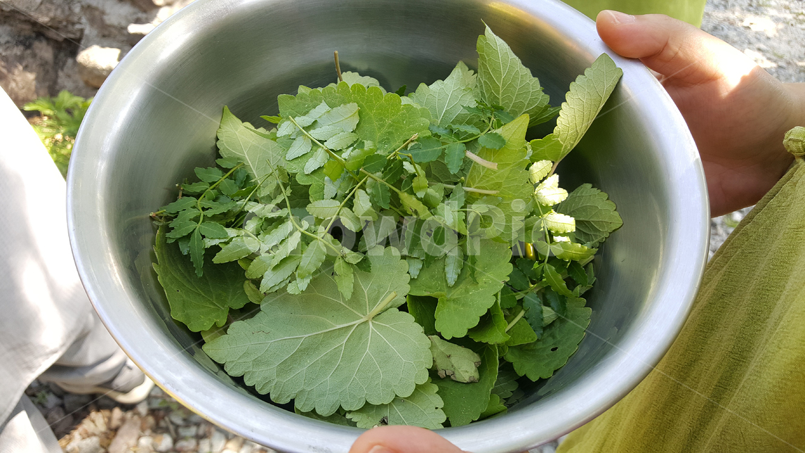 plant,garden,자연,nature,허브