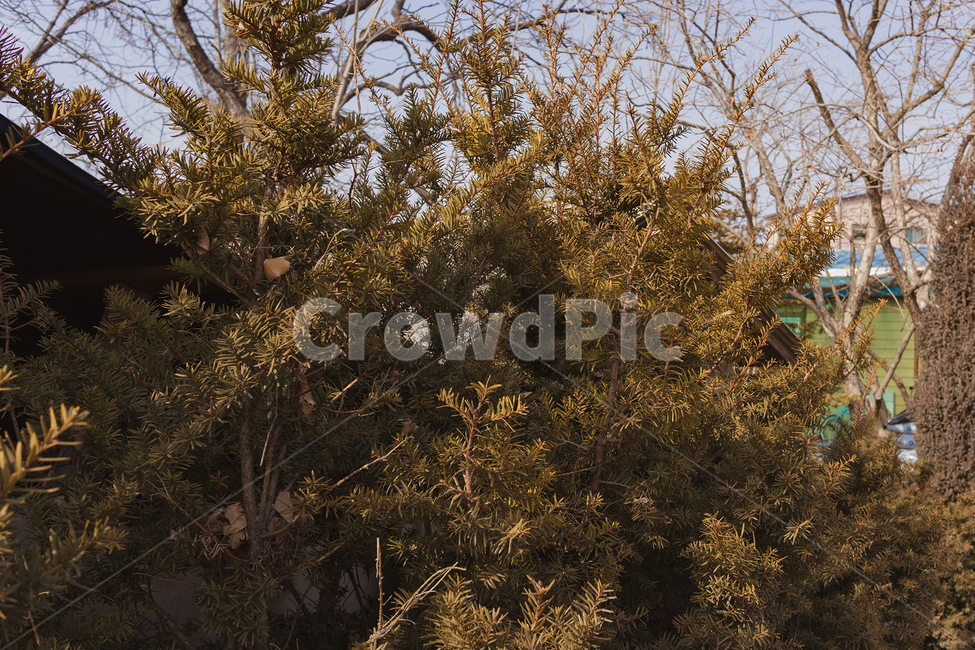 plant,식물,나무,nature,자연,outdoors,옥외,landscape,tree,나무,trees,wood