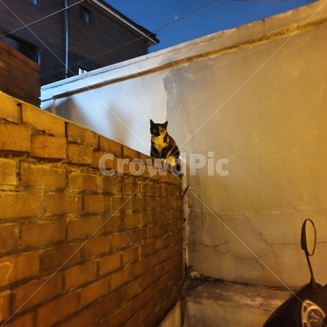 고양이,얼룩고양이,길고양이,담벼락,귀여움