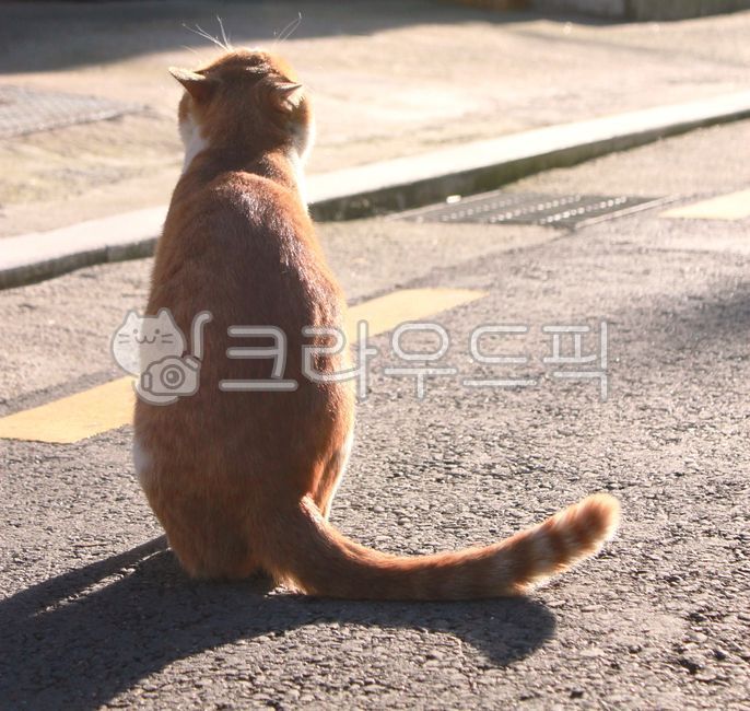 고양이,반려동물,애완동물,새끼고양이,cat,길고양이,고양이꼬리,뒷모습,그루밍,하악질,골골송,테비고양이,고양이입양,사랑스러운,귀여운,반려묘,영역동물,아기고양이,kitten