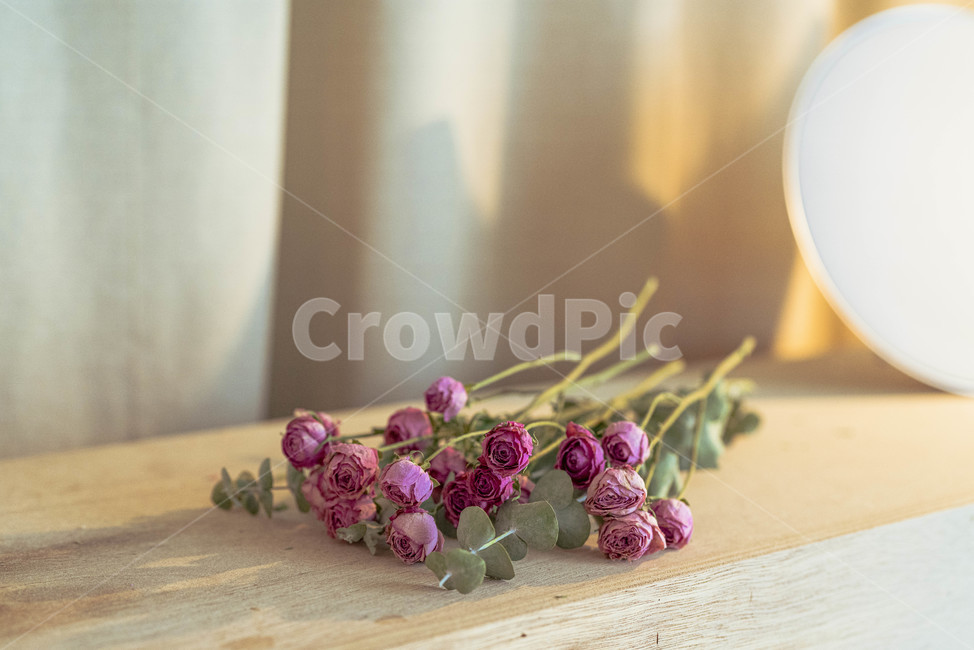 드라이플라워,꽃,말린,장미,색,커튼,햇빛,인테리어,dryflower,flower,rose,color,plant,식물,꽃다발,식물,자연,plants,nature,꽃,flower