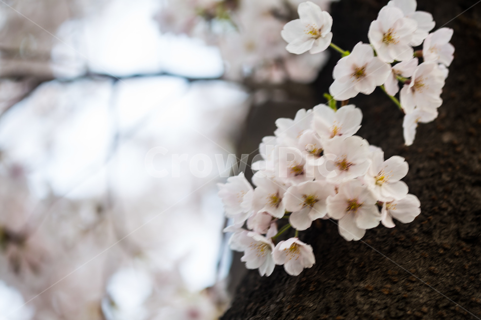 spring,cherryblossoms,pink,warm,분홍색,핑크색,봄,따듯함,plant,식물,cherryblossom,벚꽃,flower,blossom