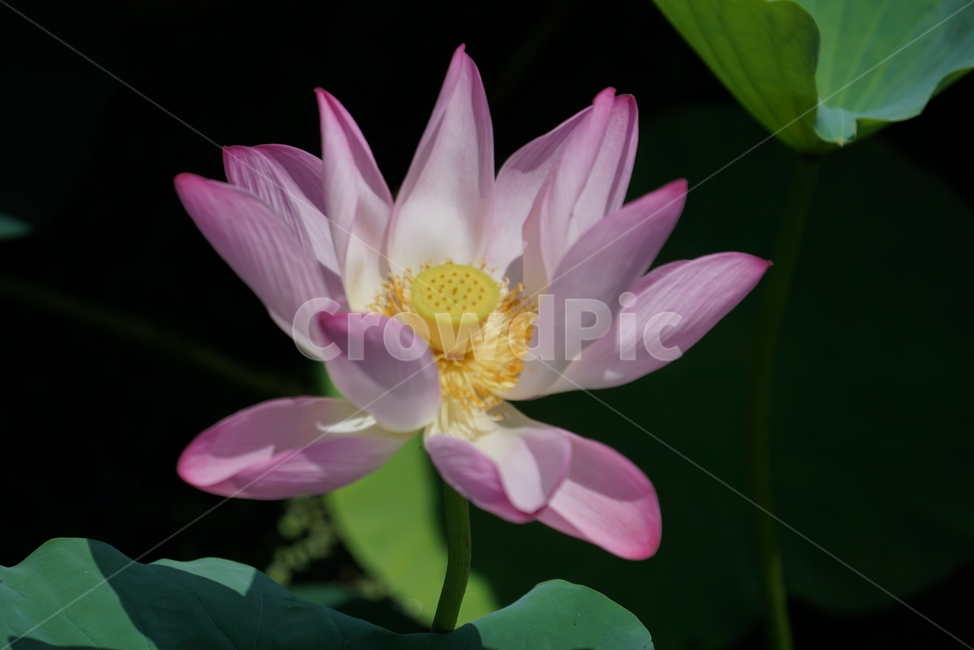 연꽃,수련과,연속,수생식물,불교,연,lotus,뿌리식물,flower,식물,꽃,식물,자연,plants,nature,꽃,flower