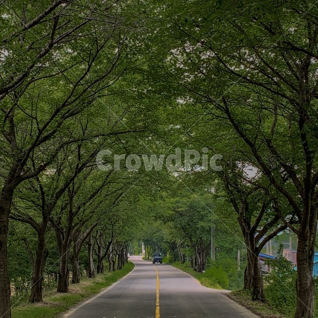 자연,나무,초록색,배경,감성