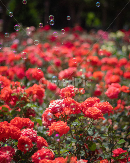 장미,장미꽃,비눗방울,flower,bubbles,rose,꽃,blossom,plant,식물,빨간꽃,식물,자연,plants,nature,꽃,flower
