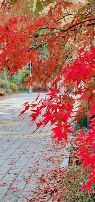 단풍,잎,나무,tree,leaf,식물,가을