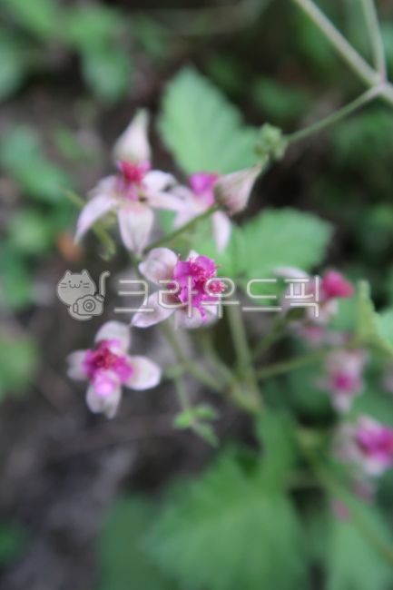 산딸기꽃,산딸기,덩쿨딸기,딸기꽃,flower,꽃,geranium,식물,plant,blossom,제라늄