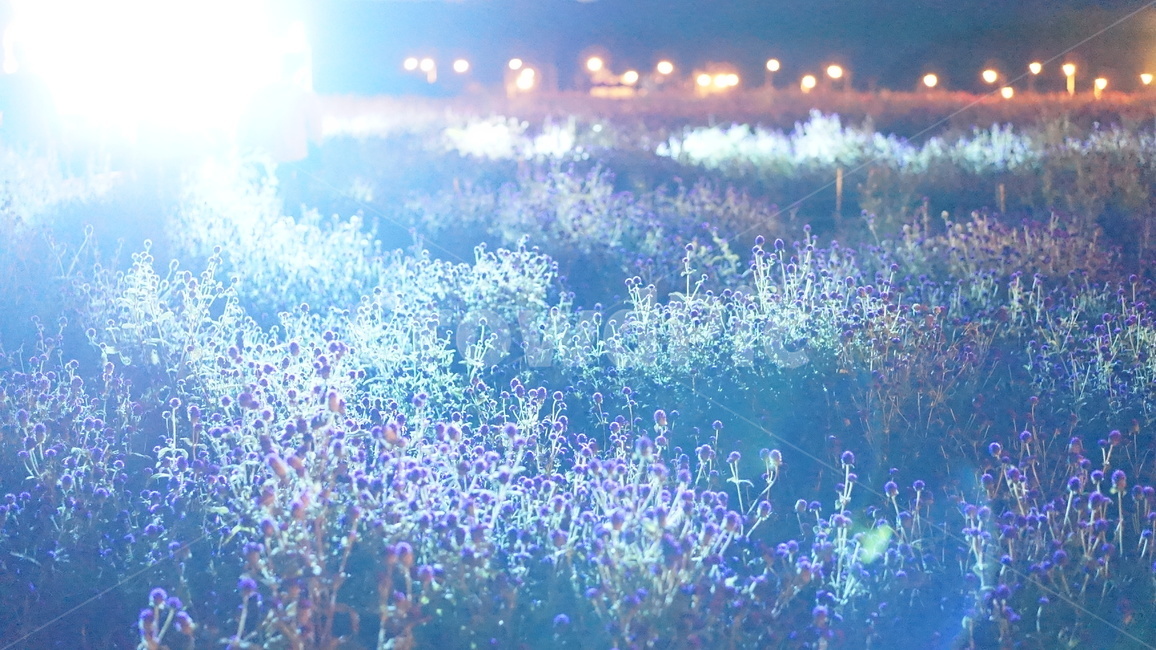 저녁,빛,밤,천일홍,들,꽃,자연,정원,night,light,field,nature,globeamaranth,flower,garden,자연,풍경,nature,landscape,flare,플레어
