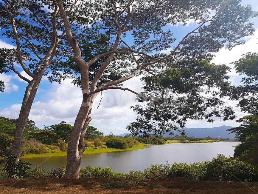 자연,하와이,호수,배경,나무,자연,풍경,nature,landscape,tree,tree trunk,나무 줄기,plant,식물