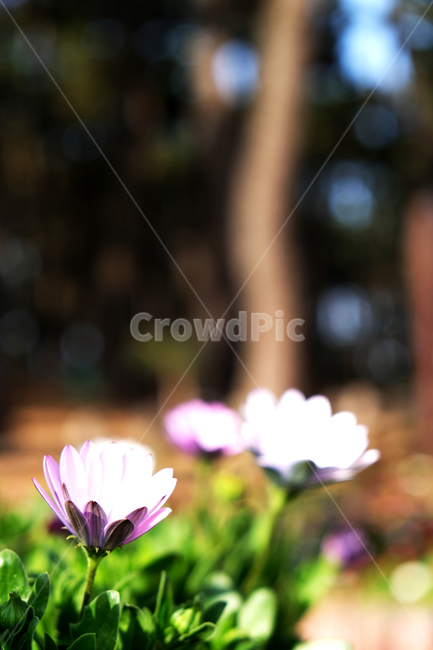 봄꽃,꽃배경,beautiful,blooming,flowerbackground,garden,green,leaf,nature,outfocus,park,season,spring,분홍색꽃,소나무배경,식물,자연,plants,nature,꽃,flower