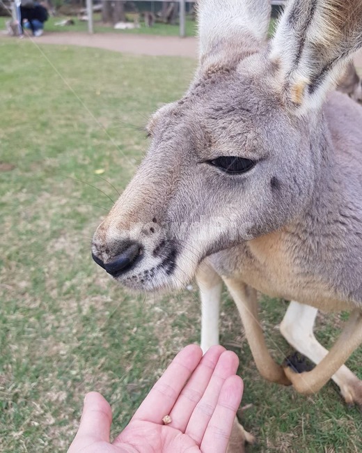 캥거루,kangaroo,호주,동물,animal