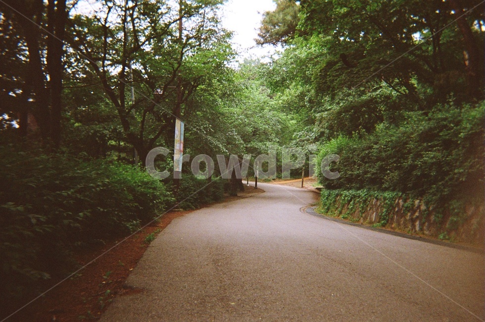 길,외길,필름카메라,아날로그,나무,자연,풍경,nature,landscape,asphalt,아스팔트