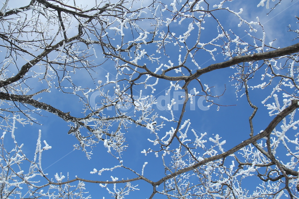 왕발산,케이블카,하늘,나뭇가지눈,춥다,바람,눈날림,겨울,계절,winter,season,식물,자연,plants,nature,나무,trees,wood