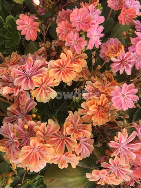 꽃,들꽃,봄,다채로운색상,오묘한색,식물,자연,plants,nature,꽃,flower