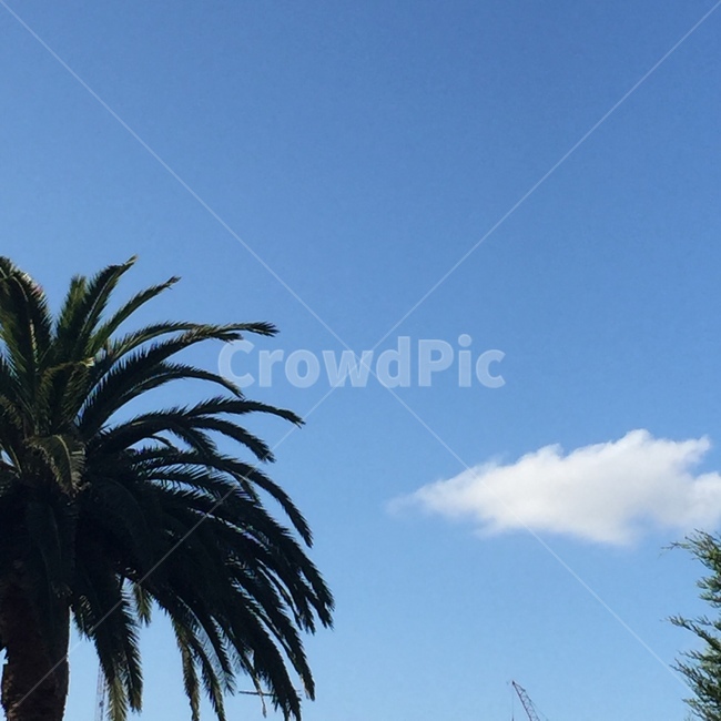 tree,나무,plant,식물,야자수,palmtree,arecaceae,휴양지,홀리데이,하늘,구름
