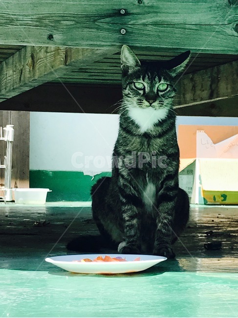 고양이,회색고양이,동물,고양이먹이,야생고양이