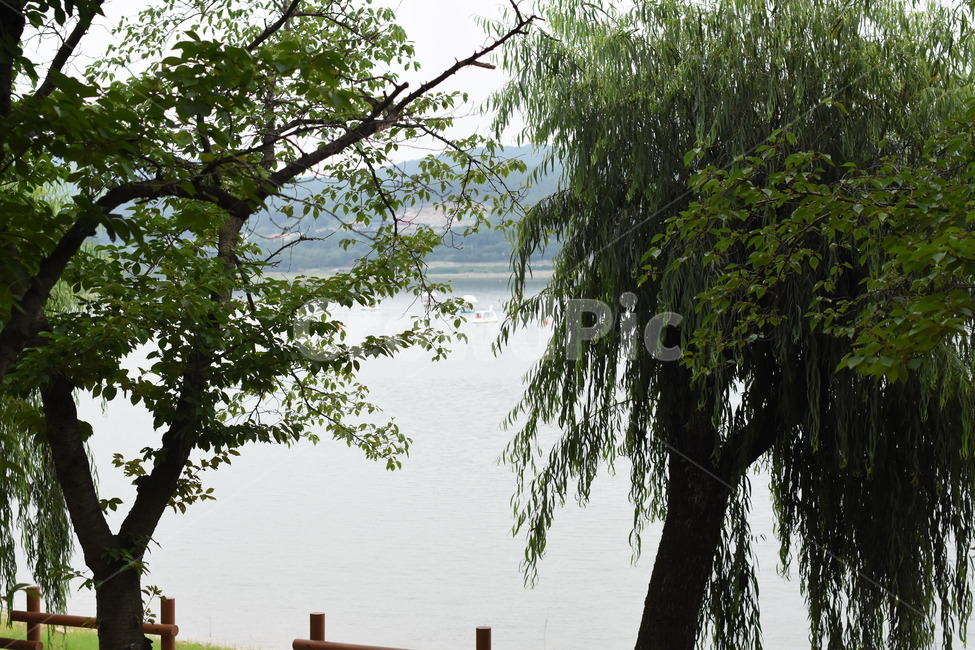 나무,풍경,공원,tree,park