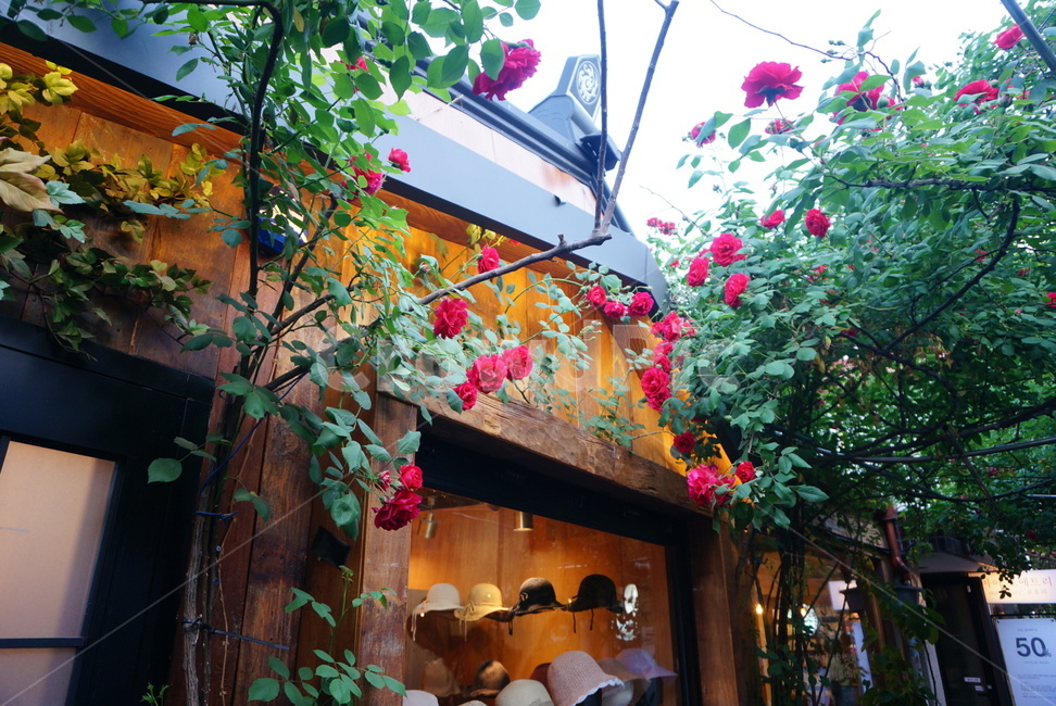 장미,장미넝쿨,건물장식,rose,한옥마을