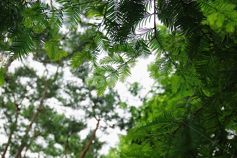 나무,풀숲,풀잎,숲속,숲속하늘,forest
