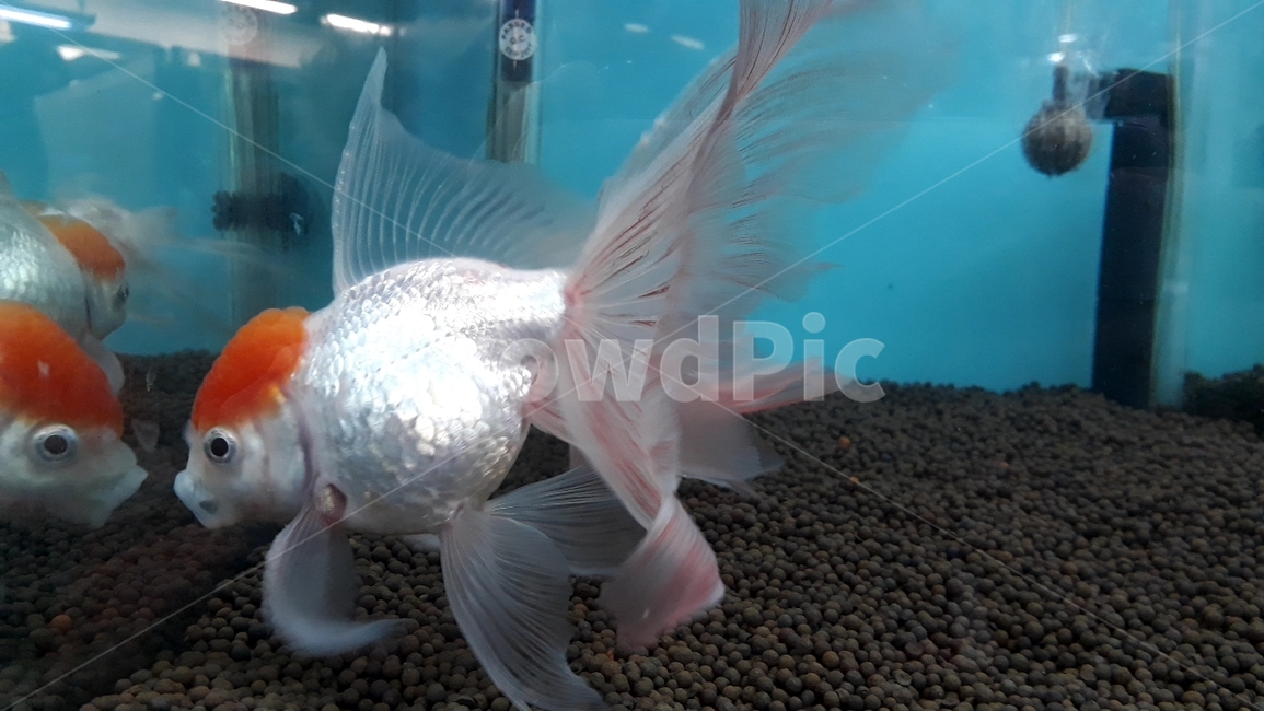 열대어,관상어,생선,수족관,수조,어류,아쿠아리움,어류,물고기,fish