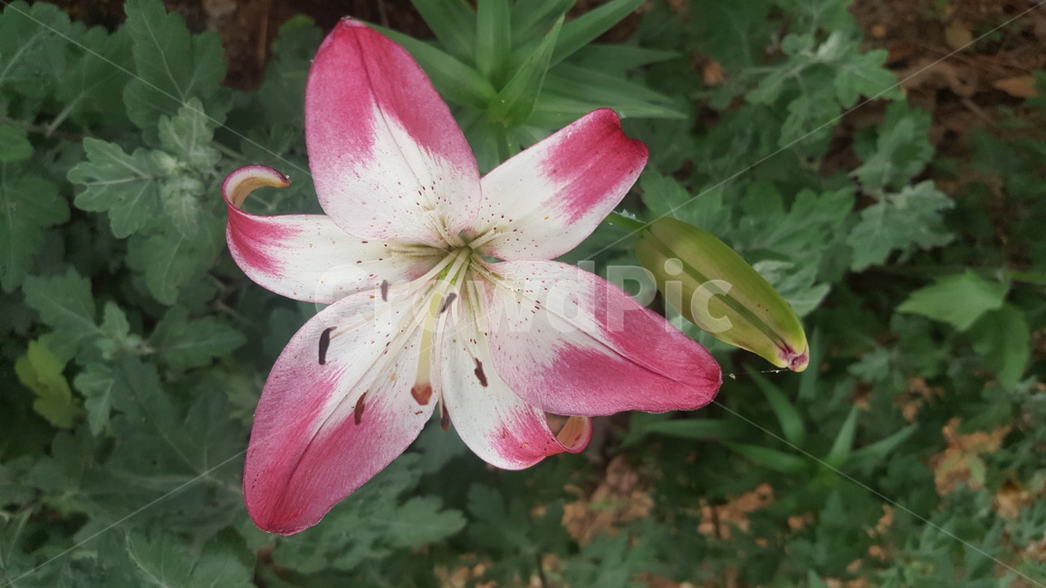식물,꽃,flower,백하,정원,붉은색,여름꽃
