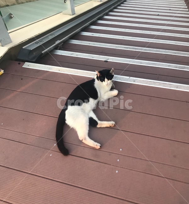 길고양이,고양이,cat,휴식,졸린눈,lazy,sleepy