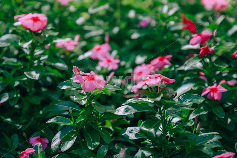 자연,식물,꽃,일일초,초록,flower,식물,자연,plants,nature,꽃,flower