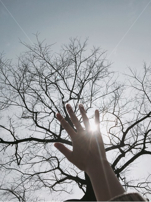 손,태양,나무,자연,하늘,빛,감성,가을,식물,자연,plants,nature,나무,trees,wood