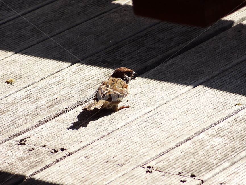wood,나무,참새,새,조류,동물,부리,날개,깃털,sparrow,wing,동물,animal,조류,새,birds
